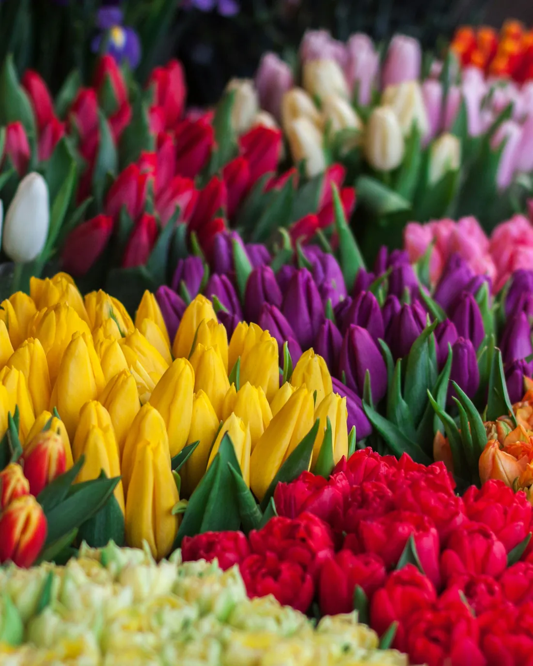 Dicht an dicht stehende Tulpen in Gelb, Rot, Violett, Rosa und Weiß