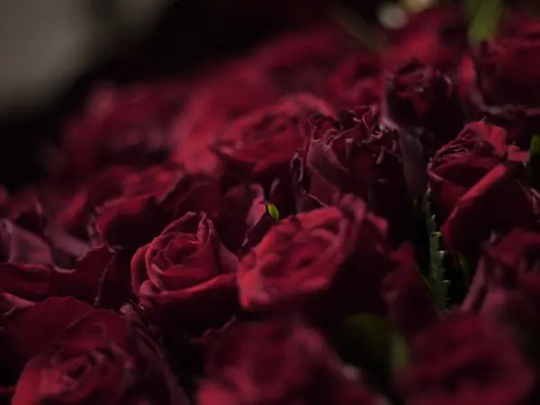 Nahaufnahme dunkelroter Rosen im warmen Licht