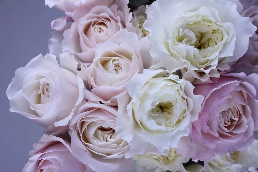 Pastellfarbene Rosen und Lisianthus in Creme, Rosé und Weiß